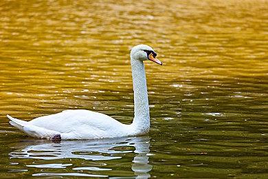 《世界拉力锦标赛：世代》Switch版确定12月15日发售